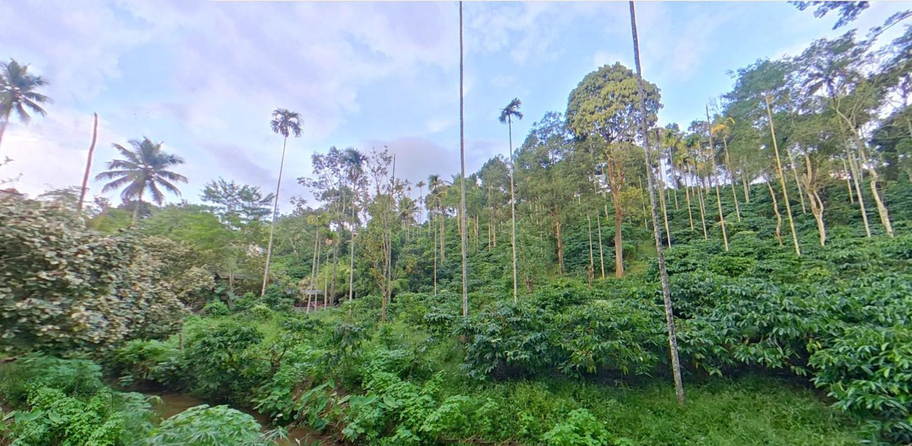 Wayanad Royal Stream Bed and Breakfast Kalpetta Εξωτερικό φωτογραφία