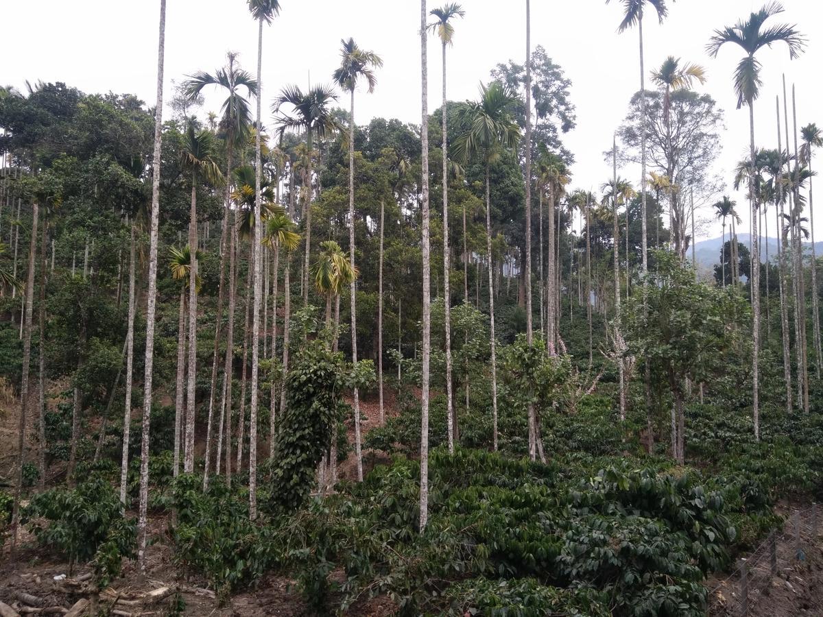 Wayanad Royal Stream Bed and Breakfast Kalpetta Εξωτερικό φωτογραφία